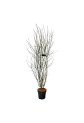 Klon palmowy Acer palmatum