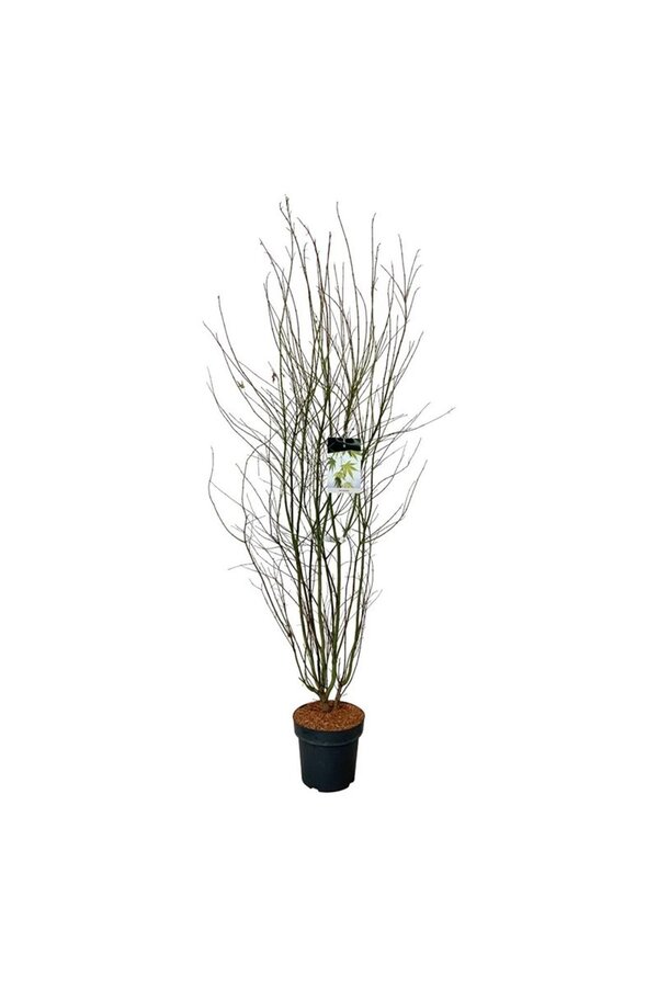 Klon palmowy Acer palmatum