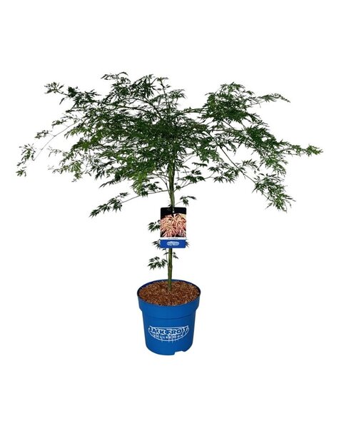 Acer