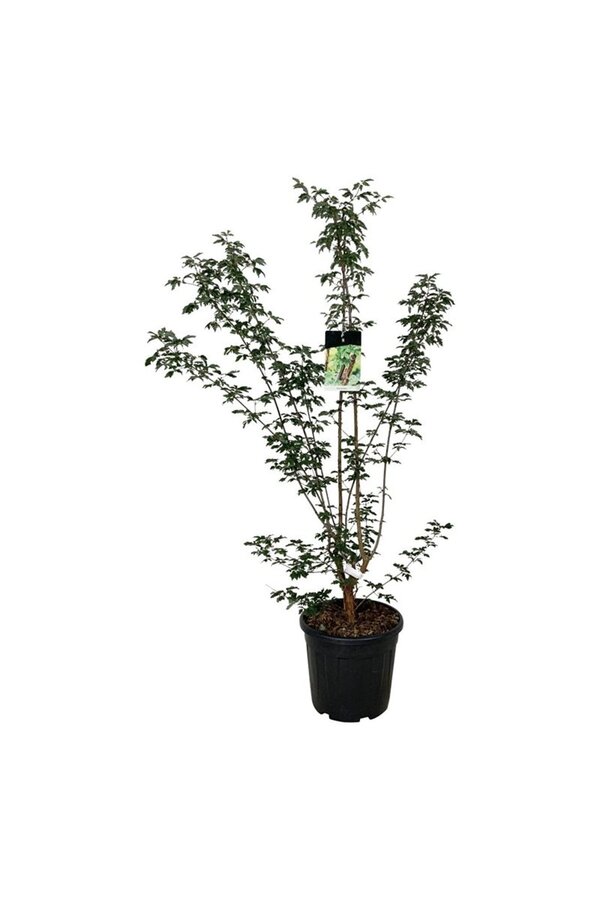 Klon Acer griseum