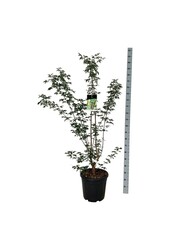 Klon Acer griseum