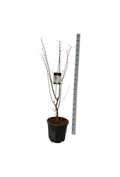 Klon Acer griseum