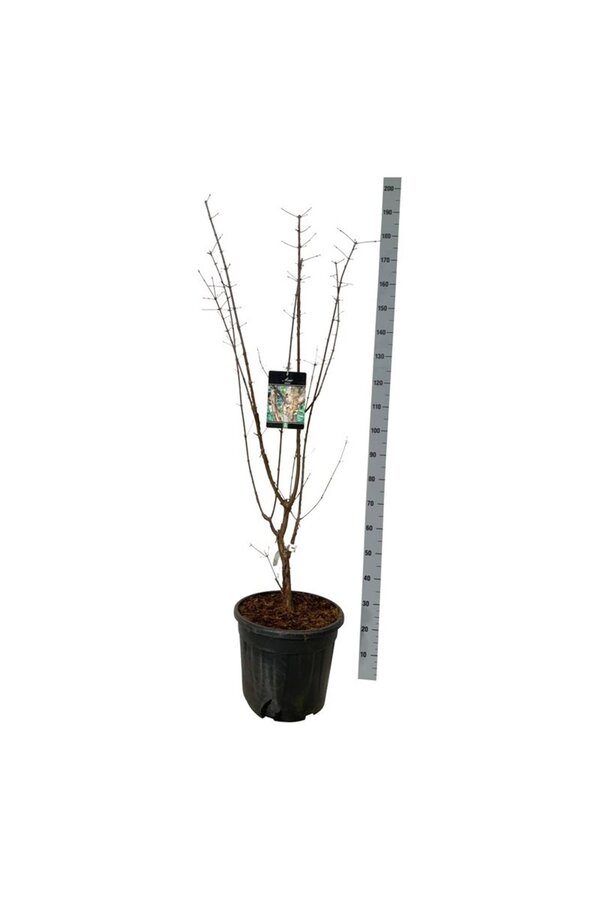 Klon Acer griseum