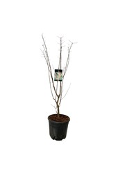 Klon Acer griseum