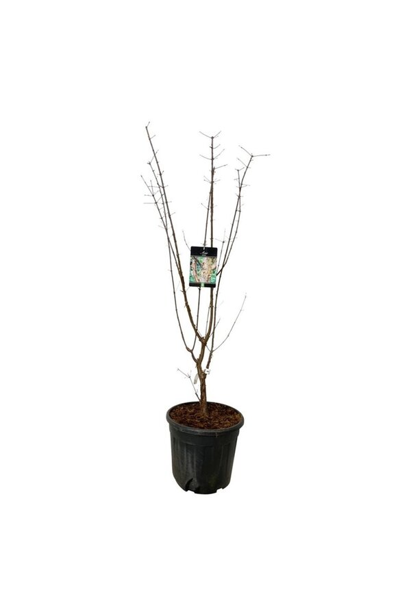 Klon Acer griseum