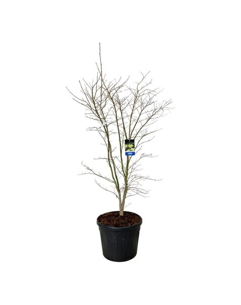 Acer
