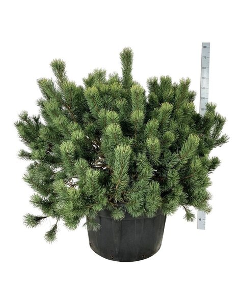 Pinus
