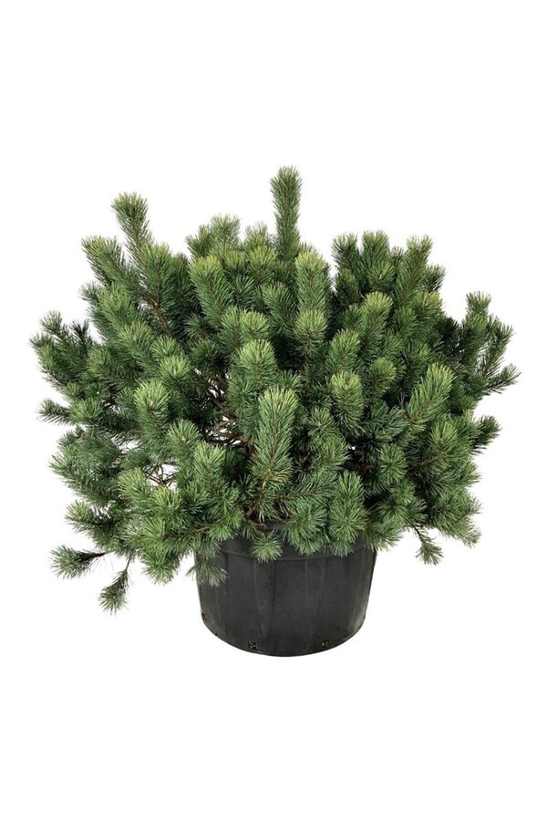 Sosna górska Pinus mugo