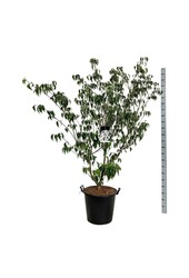 Dereń Cornus kousa Weisse Fontaine