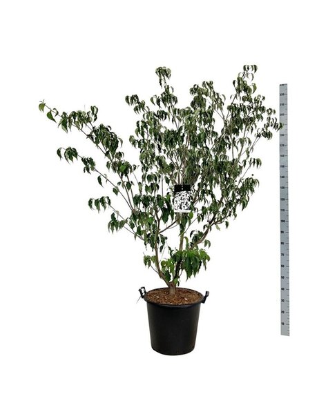 Cornus
