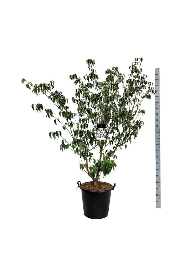 Dereń Cornus kousa Weisse Fontaine
