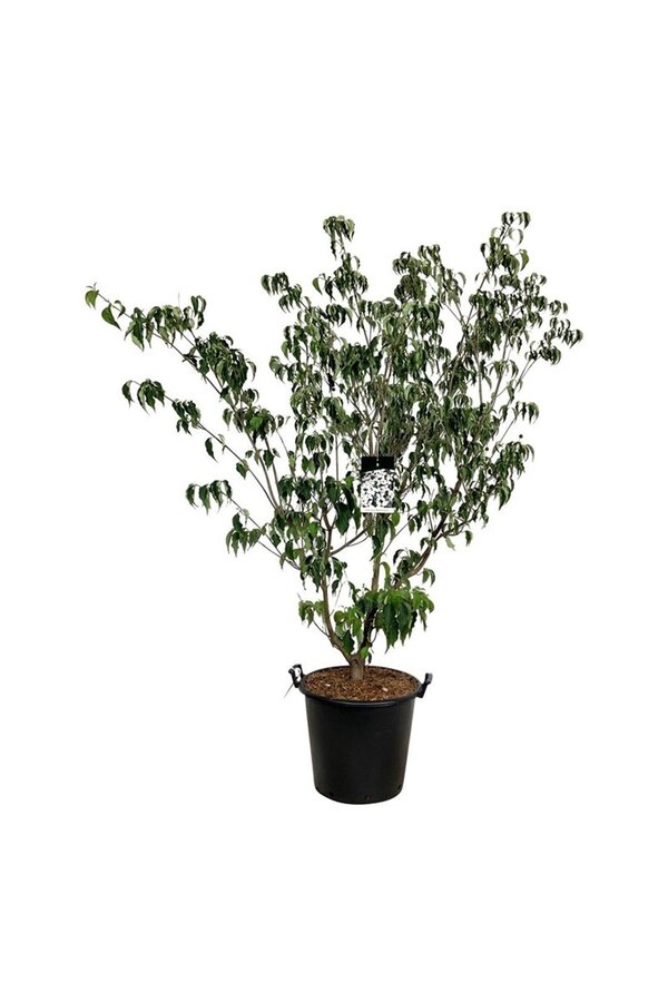 Dereń Cornus kousa Weisse Fontaine
