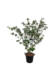 Dereń Cornus kousa Weisse Fontaine
