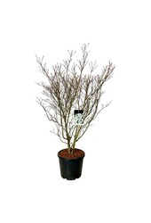 Dereń Cornus kousa Weisse Fontaine