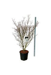 Dereń Cornus kousa Weisse Fontaine
