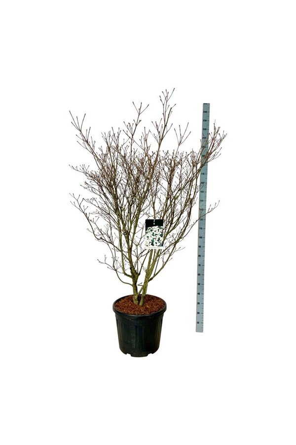 Dereń Cornus kousa Weisse Fontaine