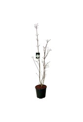 Dereń Cornus kousa Venus ®