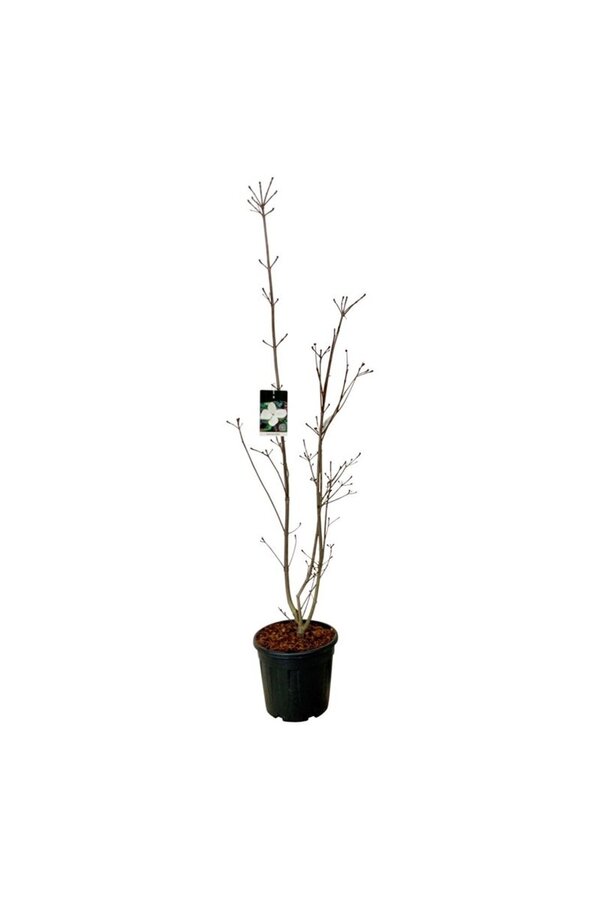 Dereń Cornus kousa Venus ®