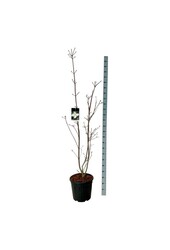 Dereń Cornus kousa Venus ®