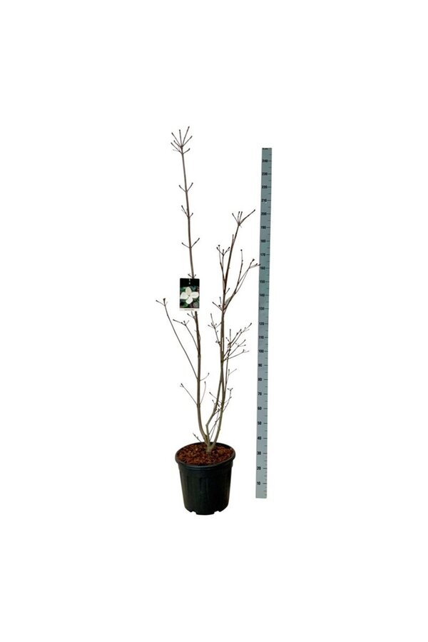 Dereń Cornus kousa Venus ®