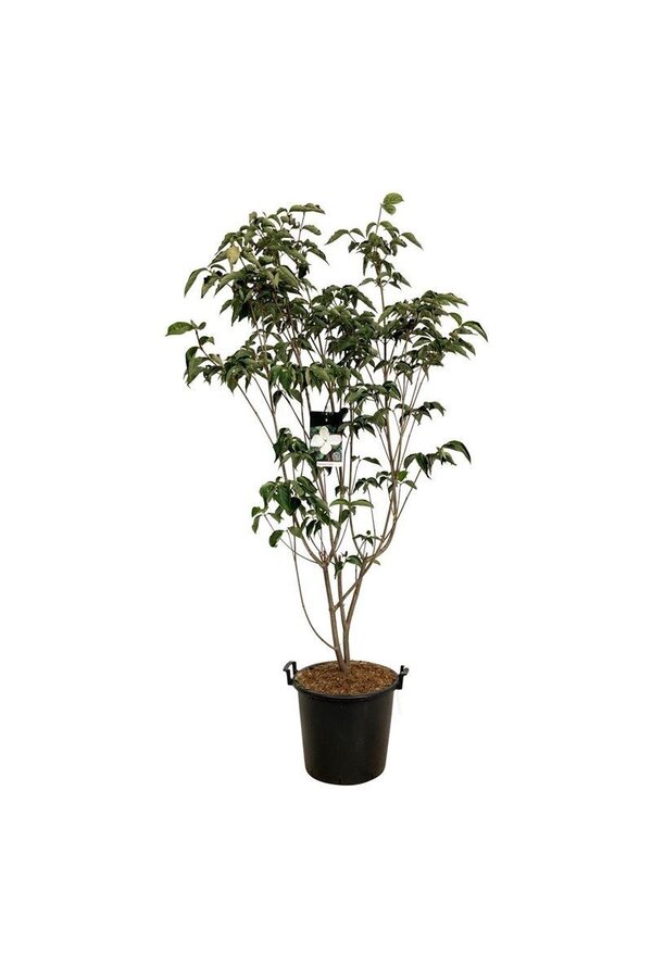 Dereń Cornus kousa Venus ®