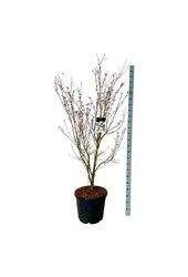 Dereń Cornus kousa Teutonia