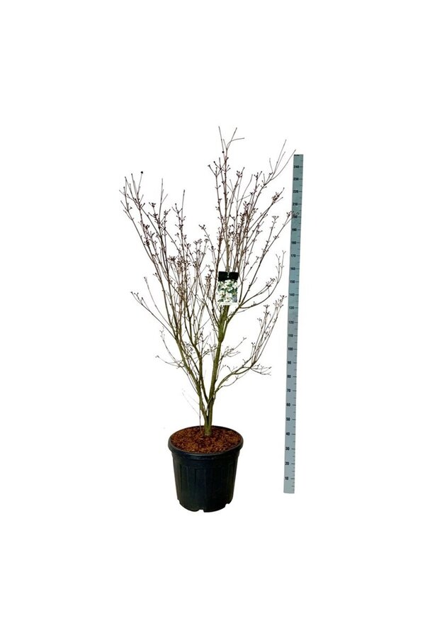 Dereń Cornus kousa Teutonia