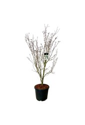 Dereń Cornus kousa Teutonia
