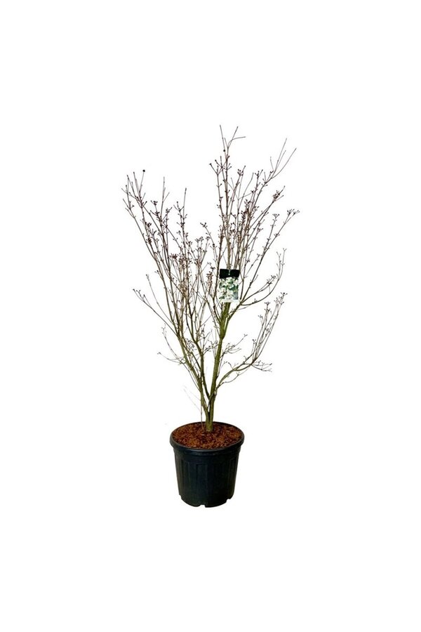 Dereń Cornus kousa Teutonia