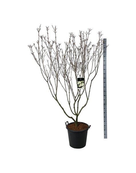 Cornus