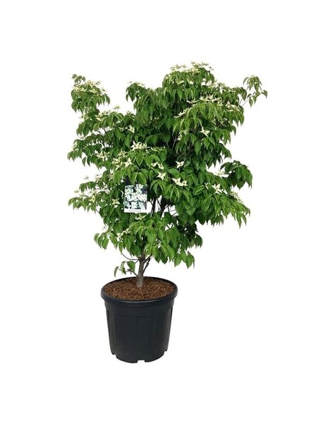 Cornus
