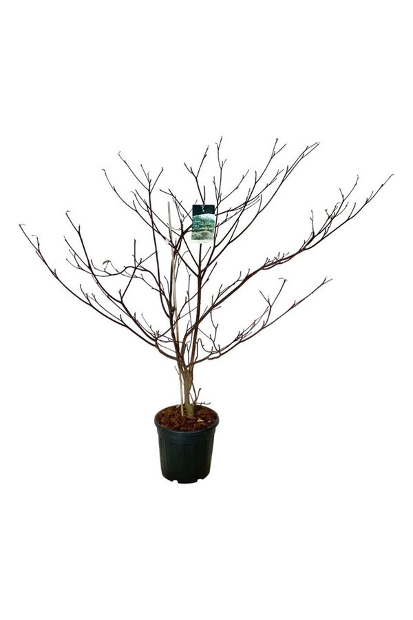 Dereń Cornus controversa Pagoda