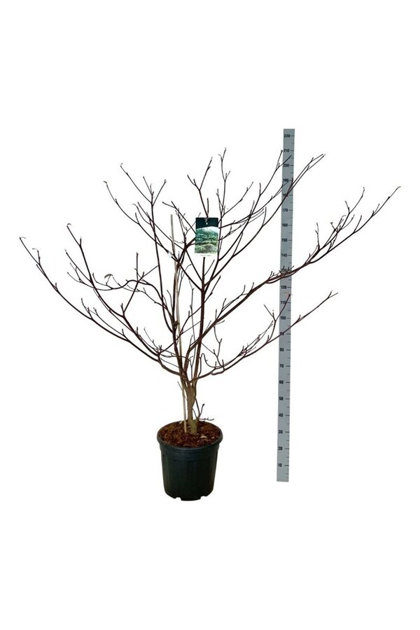 Dereń Cornus controversa Pagoda