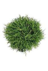 Chamaecyparis Filifera Nana