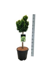 Chamaecyparis Nana Aurea