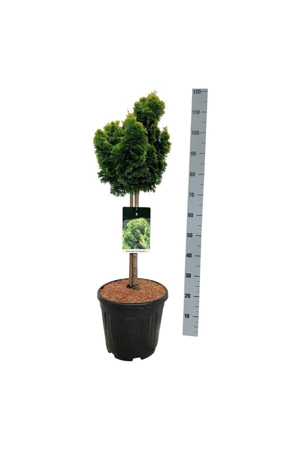 Chamaecyparis Nana Aurea