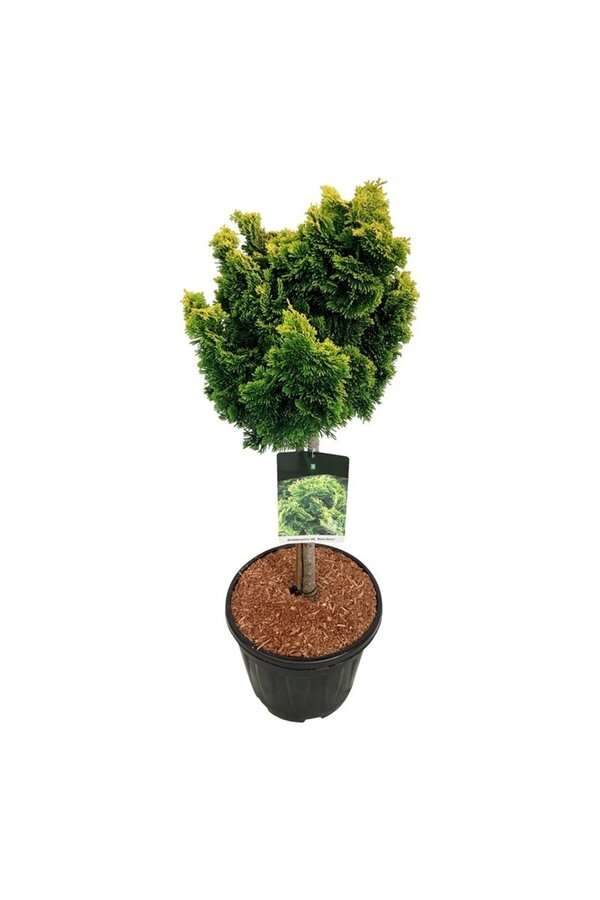 Chamaecyparis Nana Aurea