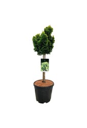 Chamaecyparis Nana Aurea