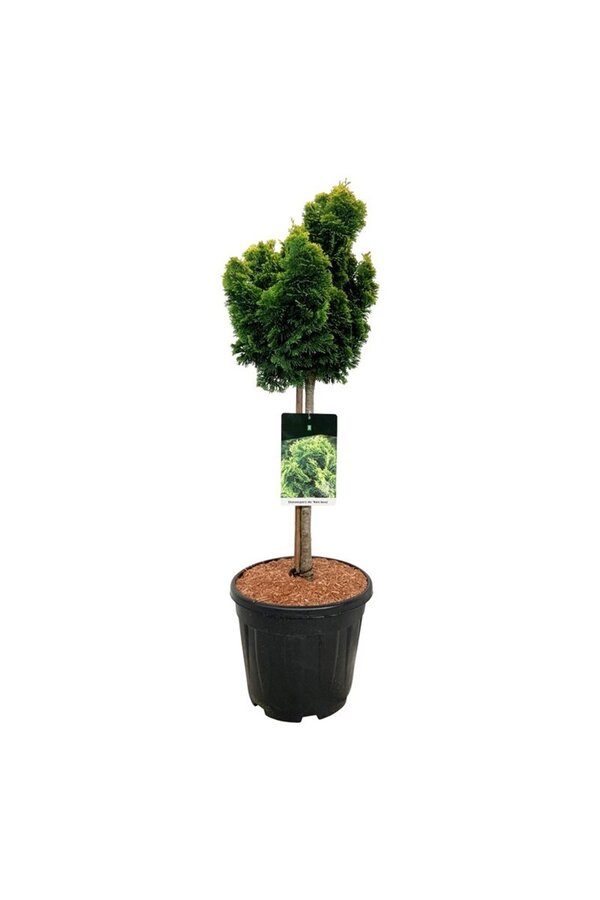 Chamaecyparis Nana Aurea