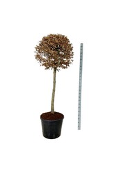 Brzoza Carpinus betulus