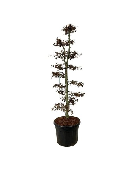 Carpinus