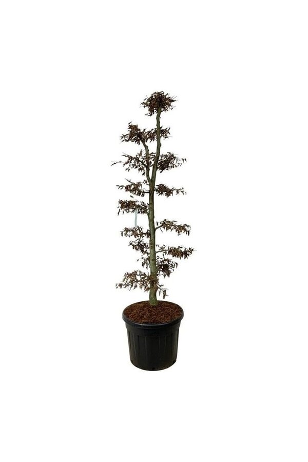 Brzoza Carpinus betulus