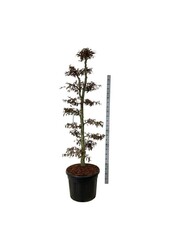 Brzoza Carpinus betulus