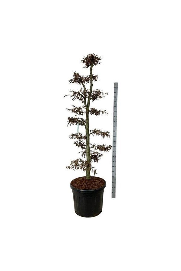 Brzoza Carpinus betulus