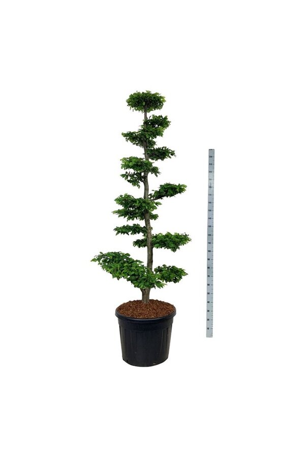 Brzoza Carpinus betulus