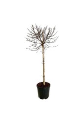 Brzoza Betula utilis Magical Globe