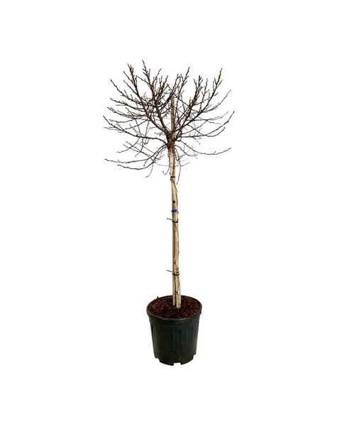 Betula