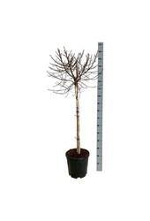 Brzoza Betula utilis Magical Globe