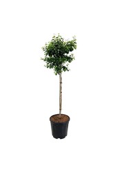 Brzoza Betula utilis Magical Globe