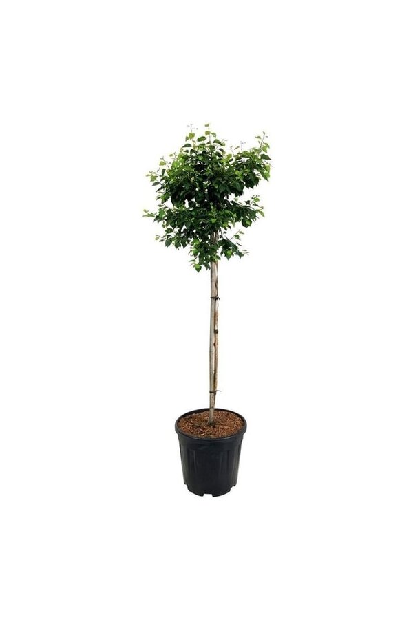 Brzoza Betula utilis Magical Globe